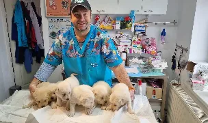 Asistență Veterinară Simeria Dr.Gorneanu — Cabinete Veterinare, Hunedoara