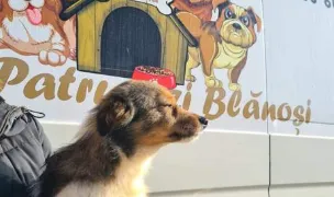 Asociația Micii Patrupezi Blănoși — Adăposturi Animale, Buzău