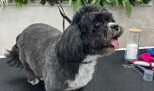 Baby Dolls Luxury Pet Spa — Salon Câini & Pisici, Sectorul 5, București
