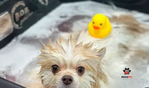 Bijou Pet - Barbu Vacarescu — Pet Shop, Sector 2, Bucharest