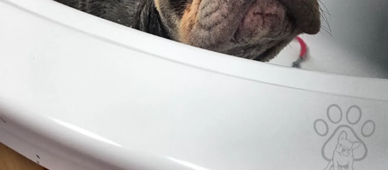 Bijou Pet - Pantelimon — fotografie de copertă