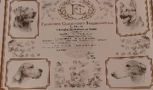 Black Rotthmans — Crescători Câini, Cluj-Napoca, Cluj