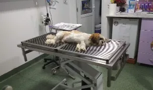 BLEBEA VET S.R.L. — Cabinete Veterinare, Călărași