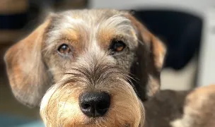 Blu Pet Salon — Salon Câini & Pisici, Sectorul 2, București