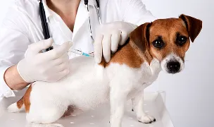 C.S.V.S.A. Beclean — Cabinete Veterinare, Bistrița-Năsăud
