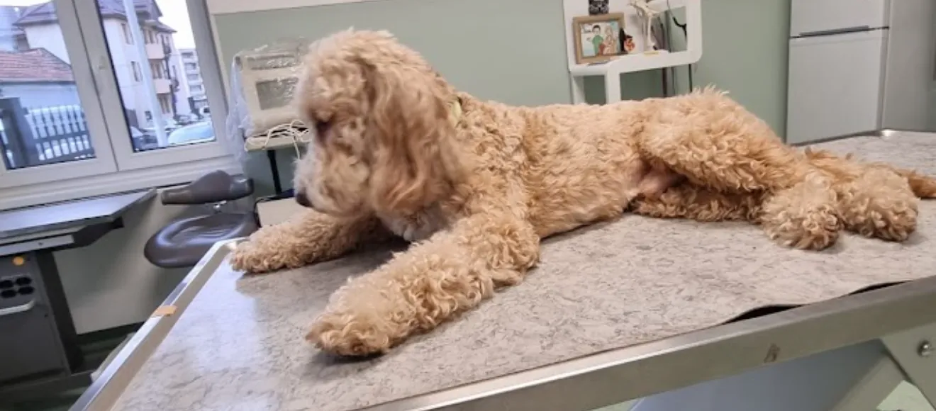 Cabinet veterinar Dr. Susa Ioan — fotografie de copertă