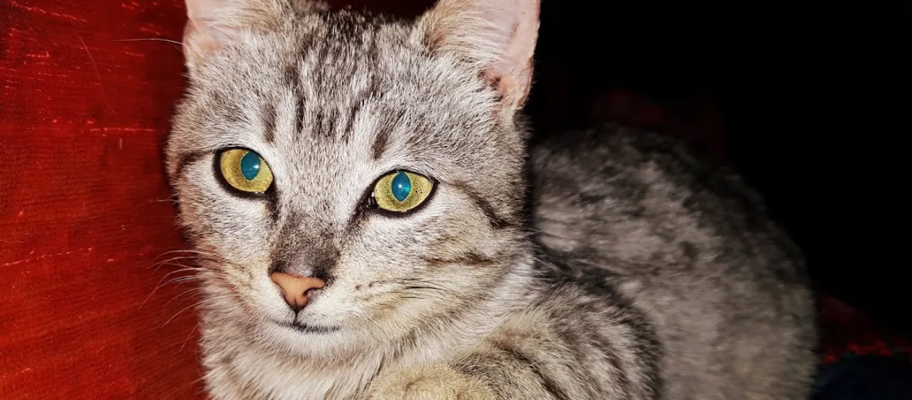 Cabinet Medical Veterinar Botescu Ioan — fotografie de copertă