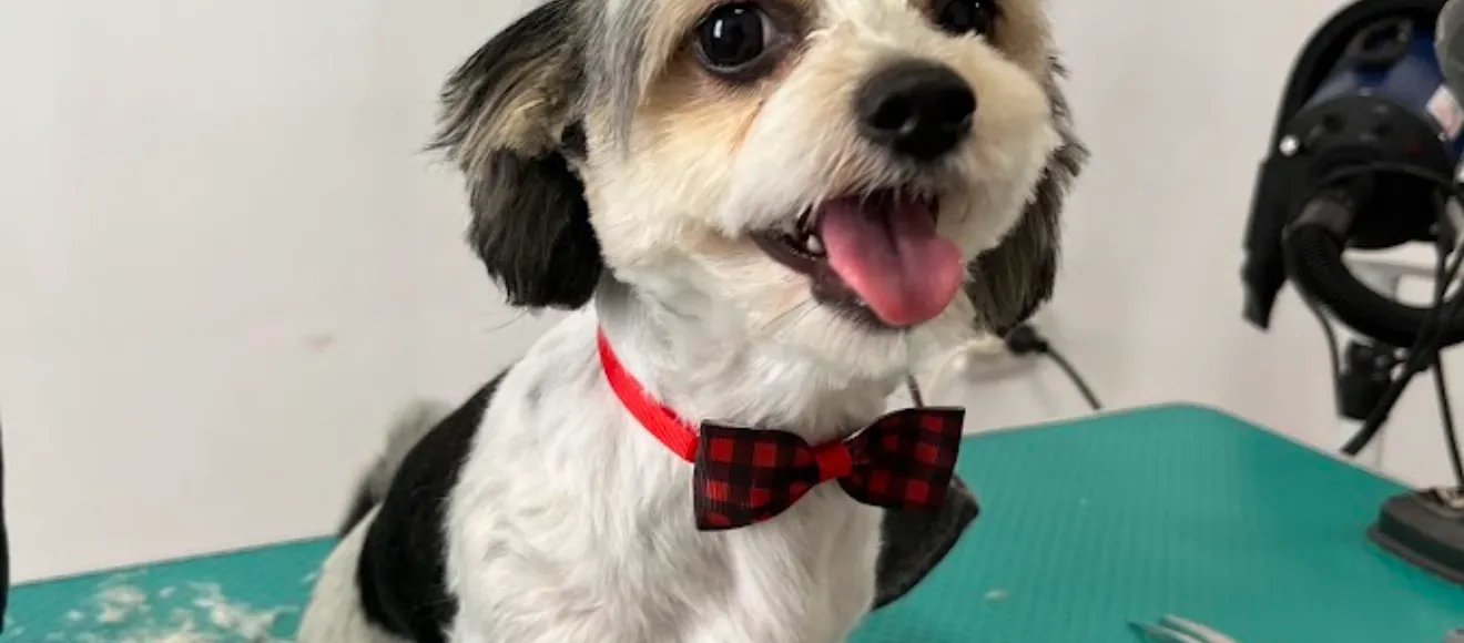 Cabinet Veterinar All 4 Pets — fotografie de copertă
