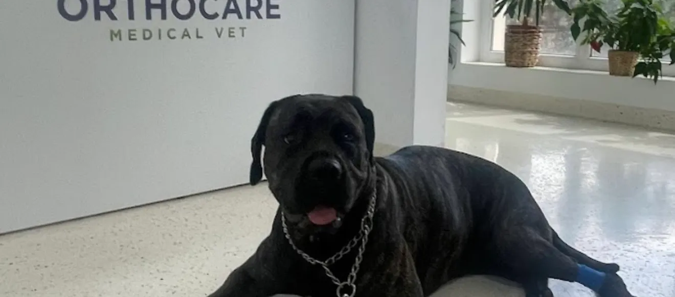 Cabinet Veterinar Campina - Orthocare Medical Vet — fotografie de copertă