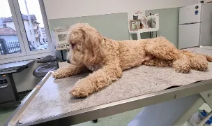 Cabinet veterinar Dr. Susa Ioan — Cabinete Veterinare, Municipiul Satu Mare, Satu Mare