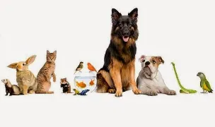Cabinet veterinar Fetesti Dr.Mihai Ciocea — Spitale Veterinare, Ialomița