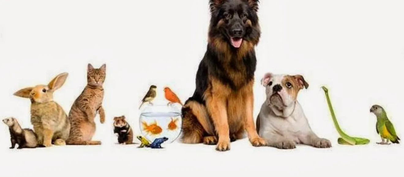 Cabinet veterinar Fetesti Dr.Mihai Ciocea — fotografie de copertă
