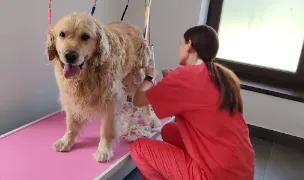 Cabinet Veterinar Şelimbăr — Spitale Veterinare, Municipiul Sibiu, Sibiu