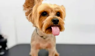 Cainescu si Pisicescu Grooming Salon — Cazare Animale, Sectorul 6, Bucuresti