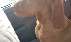 Canisa Armars Brac German & Vizsla maghiara — Crescători Câini, Municipiul Arad, Arad