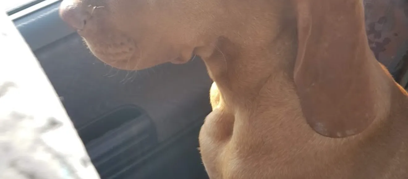 Canisa Armars Brac German & Vizsla maghiara — fotografie de copertă