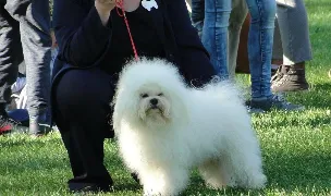 Canisa Bichon Bolognese — Crescători Câini, Municipiul Arad, Arad