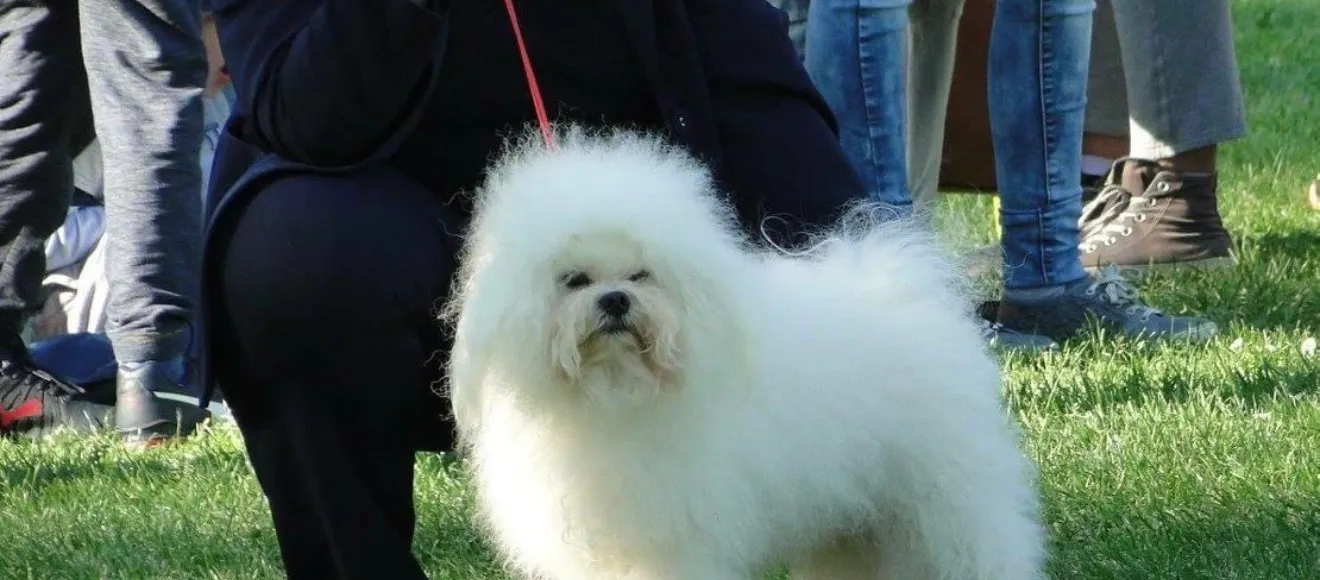 Canisa Bichon Bolognese — fotografie de copertă