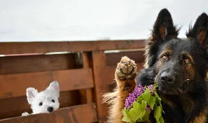 Canisa BringsLoveKennel — Crescători Câini, 1 Decembrie, Ilfov