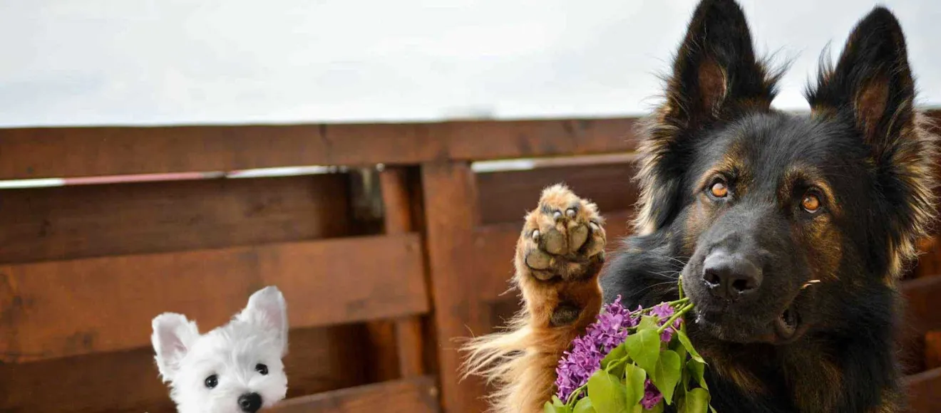 Canisa BringsLoveKennel — fotografie de copertă