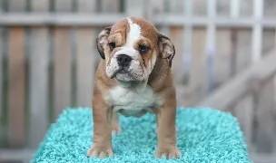 Canisa Bulldog Englez — Crescători Câini, Sectorul 1, București