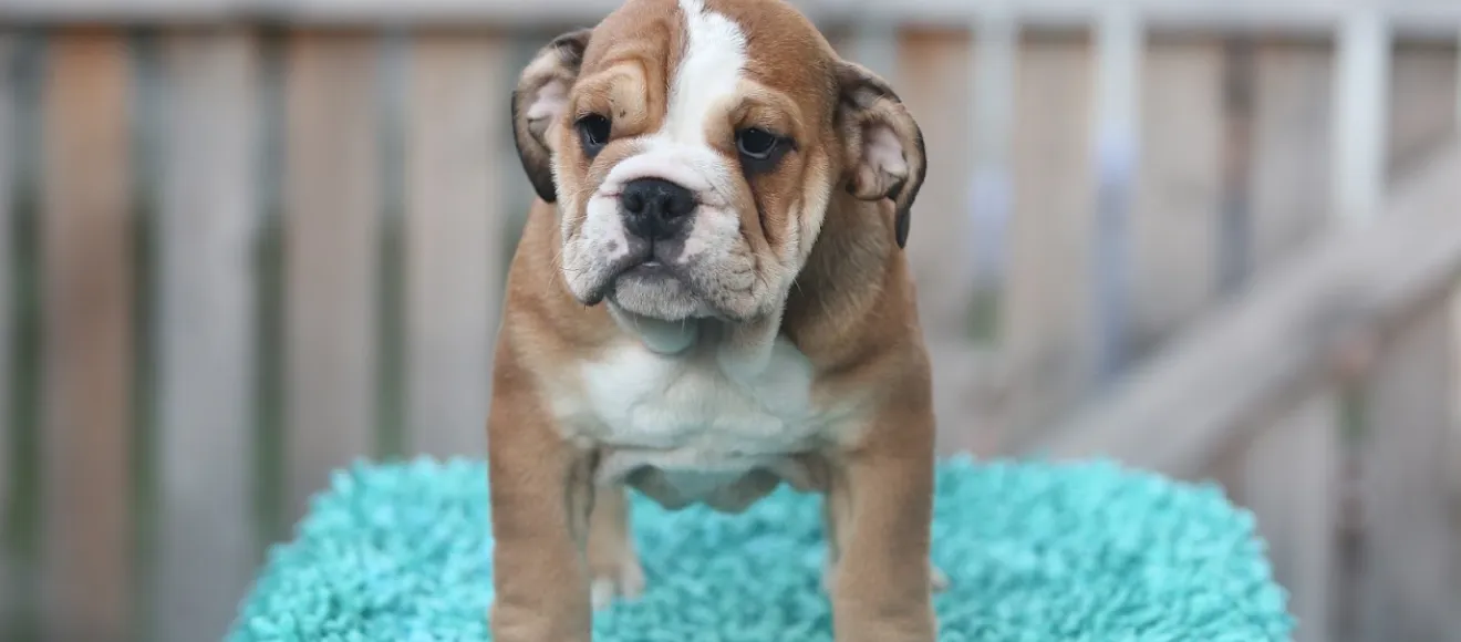 Canisa Bulldog Englez — fotografie de copertă