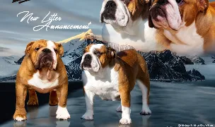 Canisa Bulldog Englez - Exquisite Bulls — Dog Breeders, România