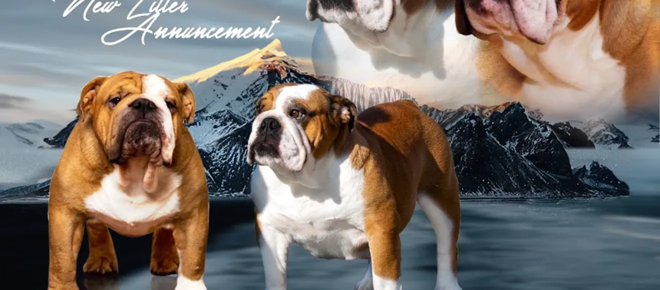 Canisa Bulldog Englez - Exquisite Bulls — fotografie de copertă