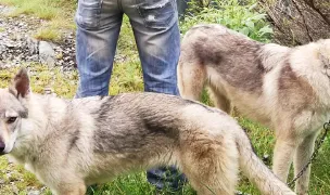 Canisa "DE CID SI KIRA" — Crescători Câini, Municipiul Galați, Galați