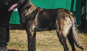CANISA DE ILCANA PREDATOR — Dog Breeders, România