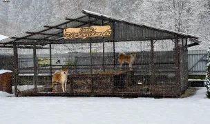 Canisa de Piatra Runcului — Dog Breeders, România