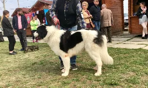 Canisa de Târgul Ieșilor — Crescători Câini, Tomești, Iași