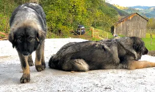 Canisa de Valea Muntelui — Crescători Câini, Neamț