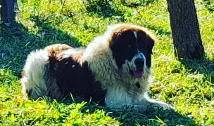 Canisa de Valea Runcului — Dog Breeders, România