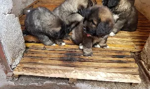 Canisa de Valeni — Crescători Animale, Prahova