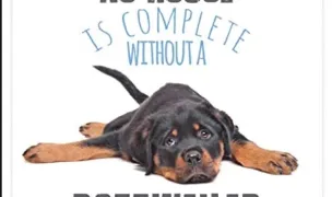 Canisa House Of Sissi Rottweiler — Dog Breeders, România