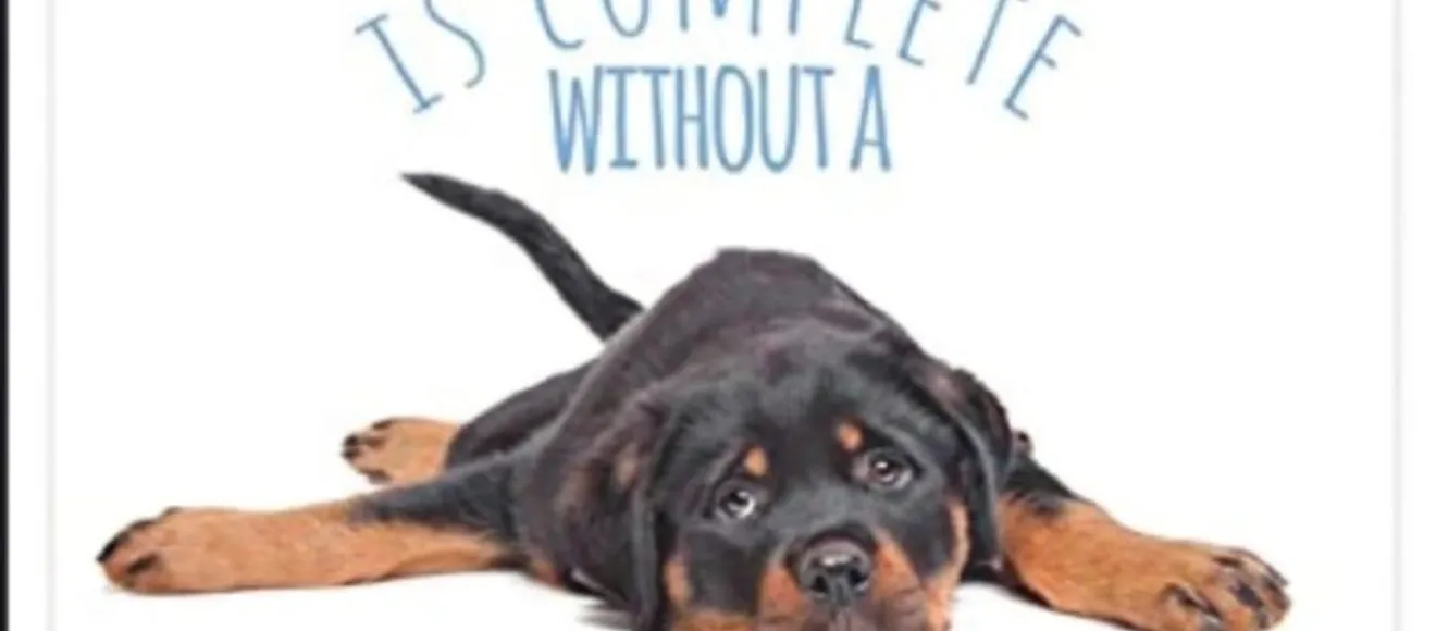 Canisa House Of Sissi Rottweiler — fotografie de copertă