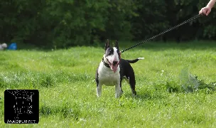 Canisa Madpuppet — Dog Breeders, Bucharest