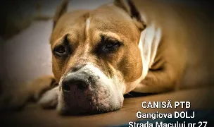 CANISA PTB — Dog Breeders, România