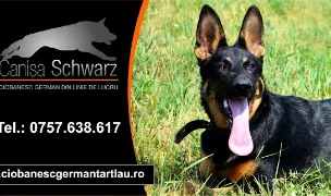 Canisa Schwarz — Crescători Câini, Prejmer, Brașov