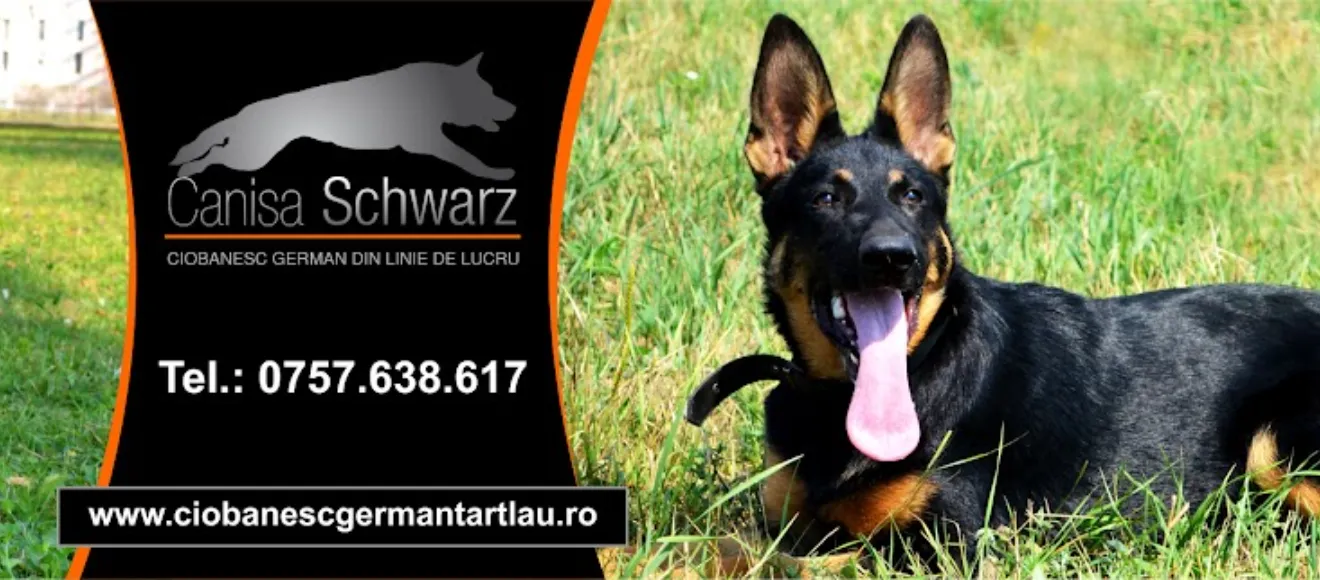Canisa Schwarz — fotografie de copertă