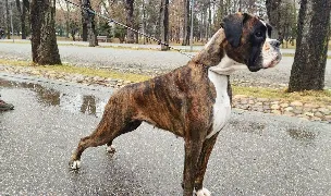 Canisa StonelandBox — Dog Breeders, Baia Mare