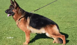 Canisa von Bad-Box — Dog Breeders, România