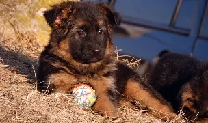 Canisa von Kunendorf — Dog Breeders, Alba Iulia, Alba