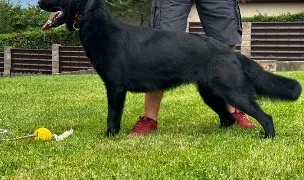 Canisa Von Thunderhaus — Dog Breeders, România