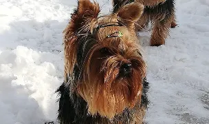 Canisă Yorkshire terrier "CORAZÓN LATINO KENNEL" — Crescători Câini, 1 Decembrie, Ilfov