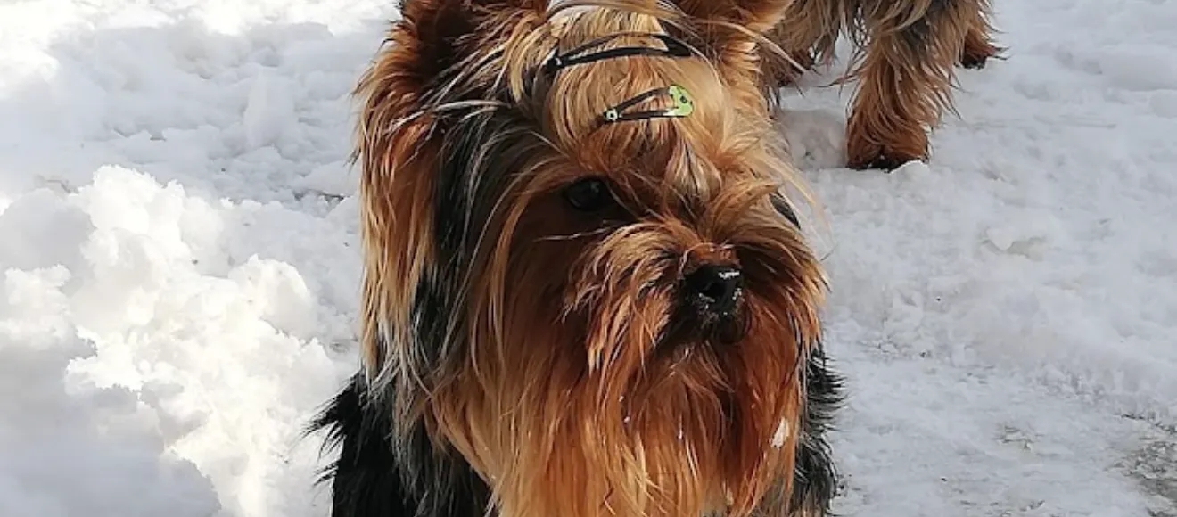 Canisă Yorkshire terrier "CORAZÓN LATINO KENNEL" — fotografie de copertă