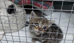 Carmen Vet S.R.L. — Spitale Veterinare, Sectorul 1, București