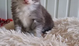 Cattery Maine Coon Iasi — Cat Breeders, Iasi