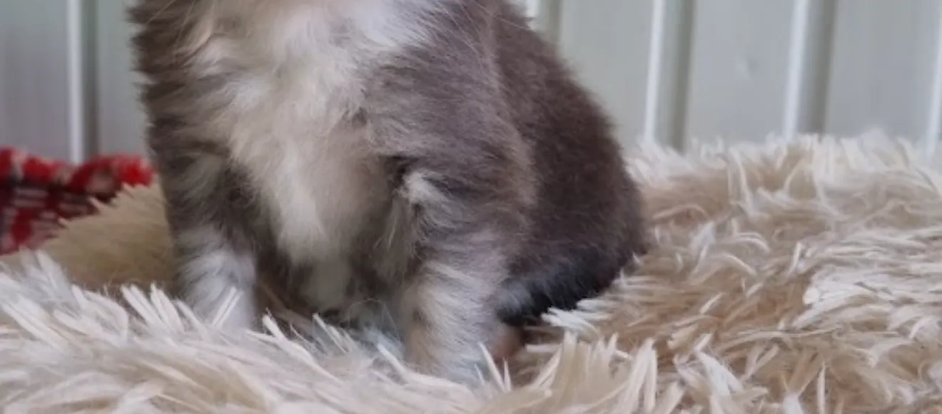 Cattery Maine Coon Iasi — fotografie de copertă
